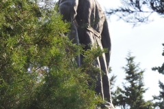 Stalin in Akhalbagi, Gori