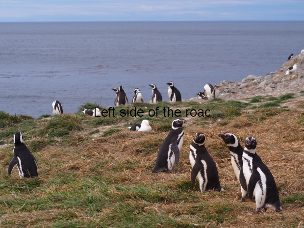 Isla Magdelena Megellan Peguin Colony, Punta Arenas