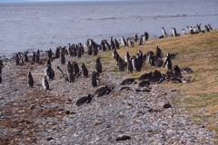 Isla Magdelena Megellan Peguin Colony, Punta Arenas