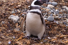 Isla Magdelena Megellan Peguin Colony, Punta Arenas
