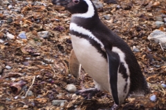 Isla Magdelena Megellan Peguin Colony, Punta Arenas