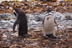 Isla Magdelena Megellan Peguin Colony, Punta Arenas