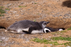 Isla Magdelena Megellan Peguin Colony, Punta Arenas
