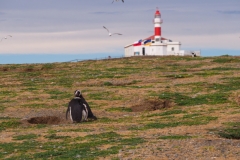 Isla Magdelena Megellan Peguin Colony, Punta Arenas
