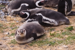 Isla Magdelena Megellan Peguin Colony, Punta Arenas
