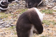 Isla Magdelena Megellan Peguin Colony, Punta Arenas