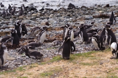 Isla Magdelena Megellan Peguin Colony, Punta Arenas