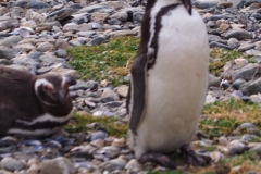 Isla Magdelena Megellan Peguin Colony, Punta Arenas