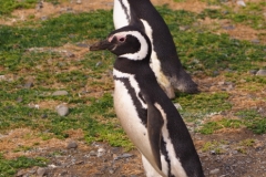 Isla Magdelena Megellan Peguin Colony, Punta Arenas