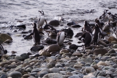 Isla Magdelena Megellan Peguin Colony, Punta Arenas