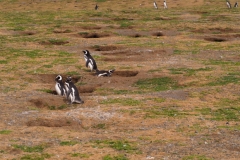 Isla Magdelena Megellan Peguin Colony, Punta Arenas