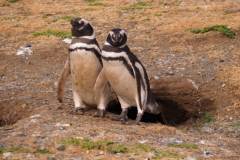 Isla Magdelena Megellan Peguin Colony, Punta Arenas