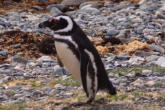 Isla Magdelena Megellan Peguin Colony, Punta Arenas