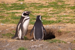 Isla Magdelena Megellan Peguin Colony, Punta Arenas