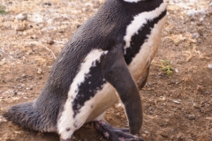 Isla Magdelena Megellan Peguin Colony, Punta Arenas