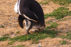 Isla Magdelena Megellan Peguin Colony, Punta Arenas