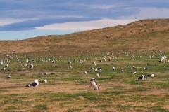 Isla Magdelena Megellan Peguin Colony, Punta Arenas