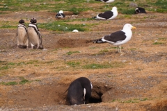 Isla Magdelena Megellan Peguin Colony, Punta Arenas