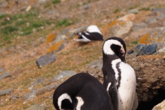Isla Magdelena Megellan Peguin Colony, Punta Arenas