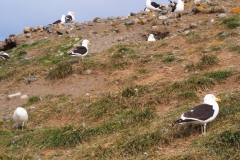 Isla Magdelena Megellan Peguin Colony, Punta Arenas