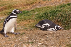 Isla Magdelena Megellan Peguin Colony, Punta Arenas