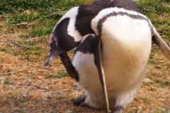 Isla Magdelena Megellan Peguin Colony, Punta Arenas