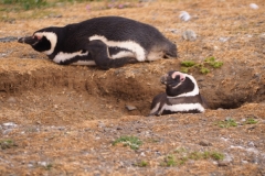 Isla Magdelena Megellan Peguin Colony, Punta Arenas