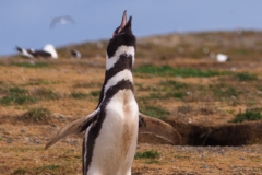 Isla Magdelena Megellan Peguin Colony, Punta Arenas