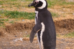 Isla Magdelena Megellan Peguin Colony, Punta Arenas