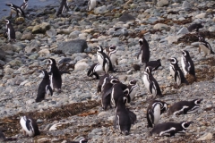 Isla Magdelena Megellan Peguin Colony, Punta Arenas