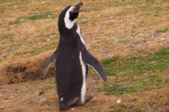 Isla Magdelena Megellan Peguin Colony, Punta Arenas