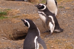 Isla Magdelena Megellan Peguin Colony, Punta Arenas