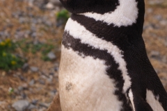 Isla Magdelena Megellan Peguin Colony, Punta Arenas