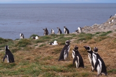 Isla Magdelena Megellan Peguin Colony, Punta Arenas