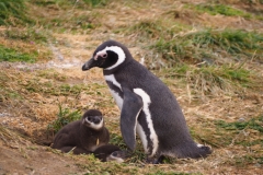 Isla Magdelena Megellan Peguin Colony, Punta Arenas