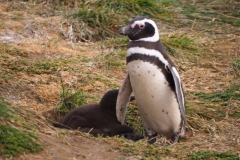 Isla Magdelena Megellan Peguin Colony, Punta Arenas