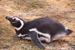 Isla Magdelena Megellan Peguin Colony, Punta Arenas