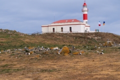 Isla Magdelena Megellan Peguin Colony, Punta Arenas