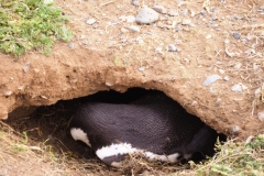 Isla Magdelena Megellan Peguin Colony, Punta Arenas