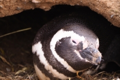 Isla Magdelena Megellan Peguin Colony, Punta Arenas