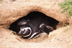 Isla Magdelena Megellan Peguin Colony, Punta Arenas