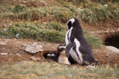 Isla Magdelena Megellan Peguin Colony, Punta Arenas