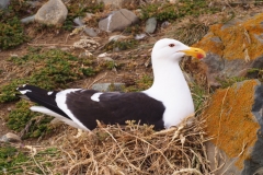 Isla Magdelena Megellan Peguin Colony, Punta Arenas
