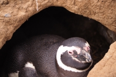 Isla Magdelena Megellan Peguin Colony, Punta Arenas