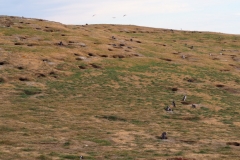 Isla Magdelena Megellan Peguin Colony, Punta Arenas