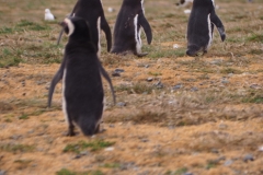Isla Magdelena Megellan Peguin Colony, Punta Arenas