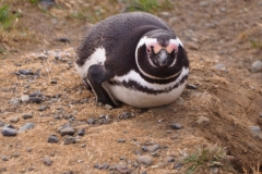 Isla Magdelena Megellan Peguin Colony, Punta Arenas