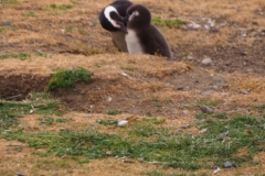 Isla Magdelena Megellan Peguin Colony, Punta Arenas