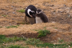 Isla Magdelena Megellan Peguin Colony, Punta Arenas