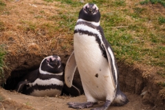 Isla Magdelena Megellan Peguin Colony, Punta Arenas
